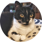 Mustavalkoinen kissa loikoilee tyynyllä ja tuijottaa tarkkaavaisesti